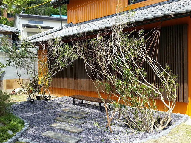 サスティナブルな植木お茶の木(オチャノキ)