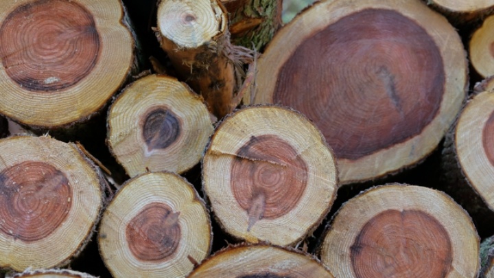 木材価格が急上昇中！今、木材市場で何が起きているのか？！｜建築資材 