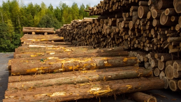 木材価格が急上昇中！今、木材市場で何が起きているのか？！