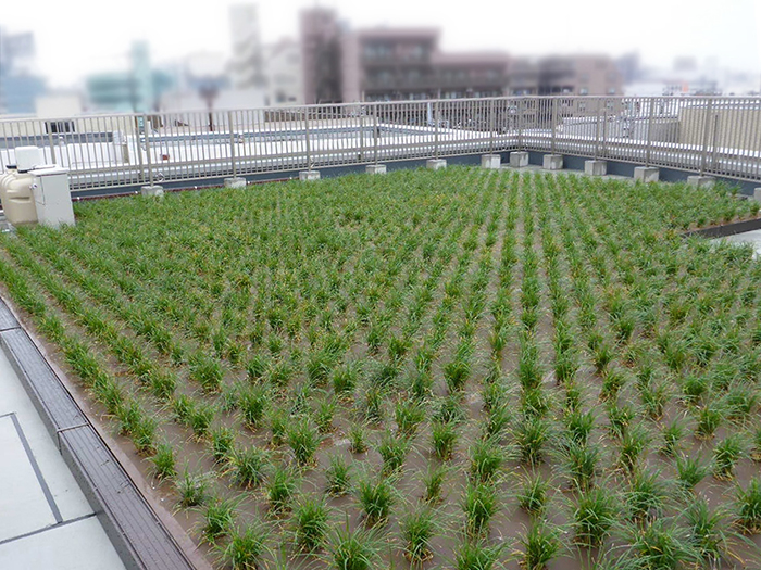 草木の屋上緑化システム“スクエアプランツ”