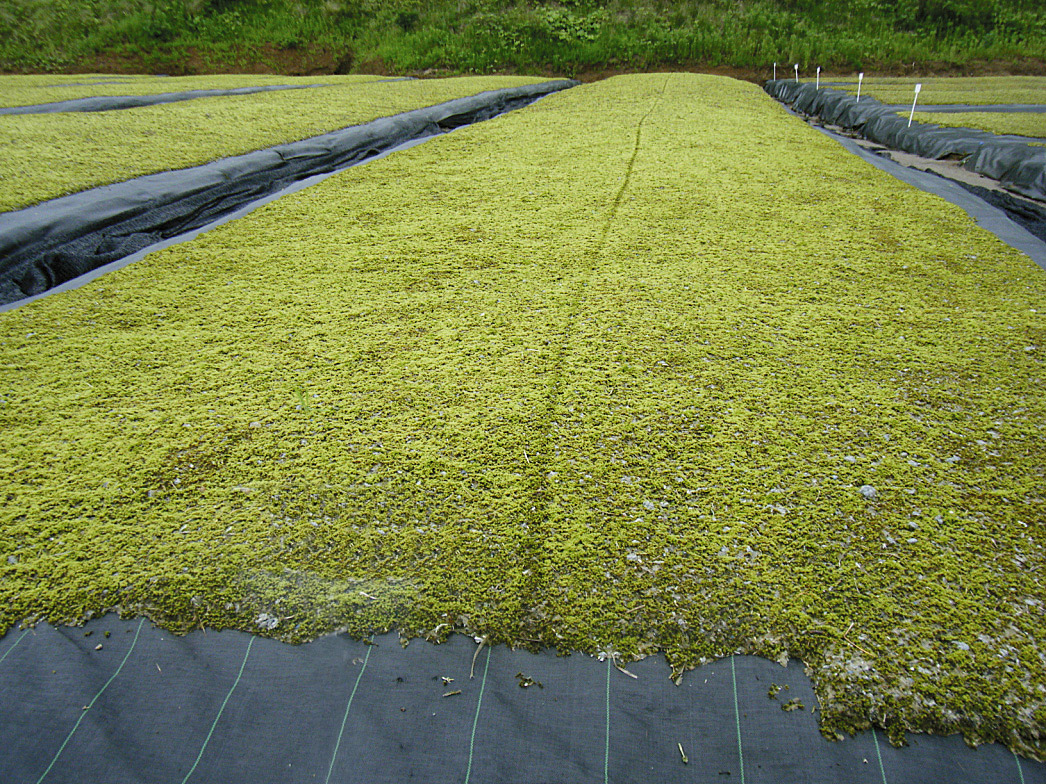 ローメンテナンス【トモス緑化システム】(苔緑化システム)