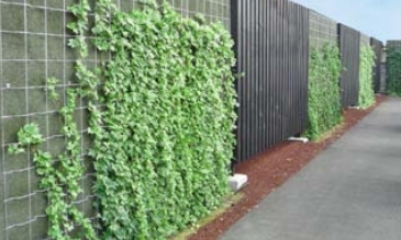 ツル植物を用いた壁面緑化「ヘデラ登ハンシステム」
