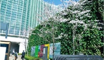 ツル植物を用いた壁面緑化「ヘデラ登ハンシステム」