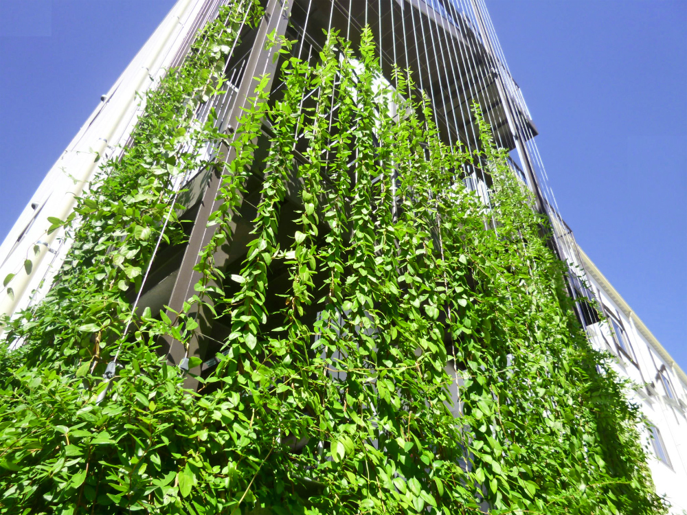 壁面緑化用ワイヤー【ツルパワーワイヤー】