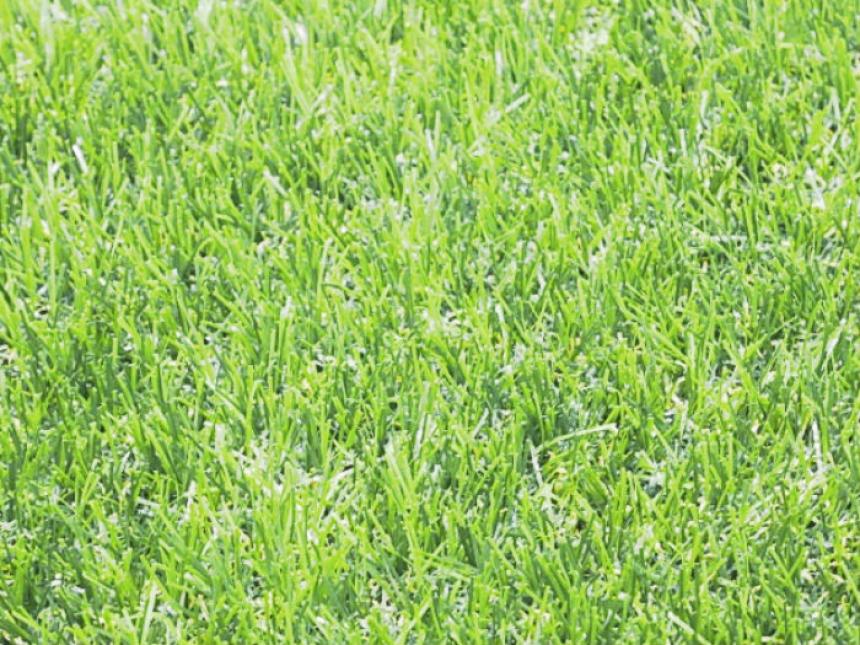 デラックス芝丈 38mm