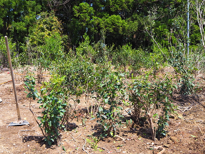 サスティナブルな植木お茶の木(オチャノキ)