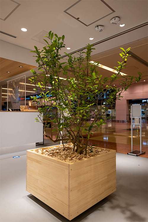 サスティナブルな植木お茶の木(オチャノキ)