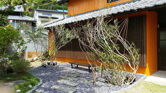 サスティナブルな植木お茶の木(オチャノキ)