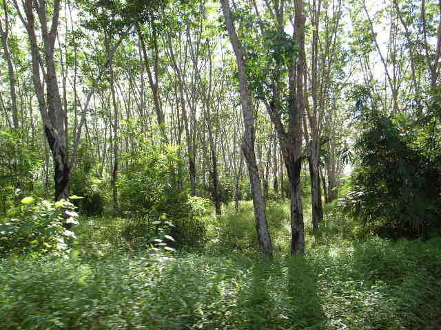 【地球樹】ラバーウッドフローリング