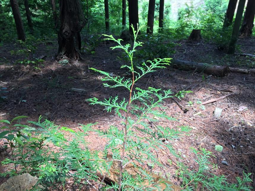 【地球樹】国産構造材プレカットパック”HINOKI”