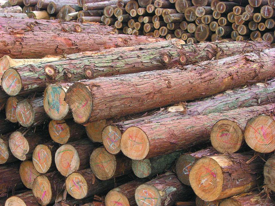 【地球樹】ヒノキハイブリッド合板