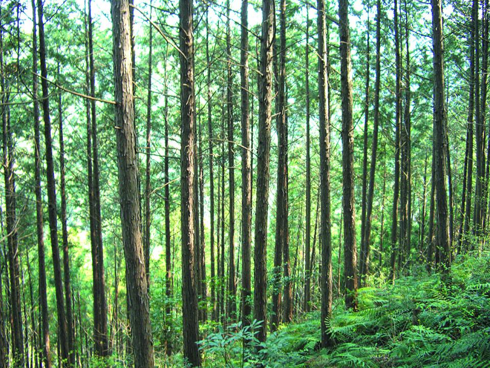 【地球樹】ヒノキハイブリッド合板