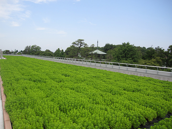 常緑キリンソウ袋方式【屋上緑化システム】 | 株式会社日昇緑化研究所