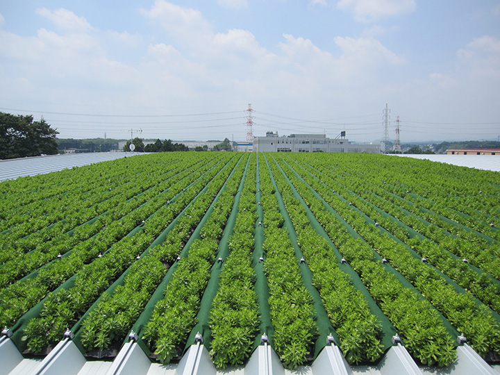 常緑キリンソウ袋方式【屋上緑化システム】 | 株式会社日昇緑化研究所