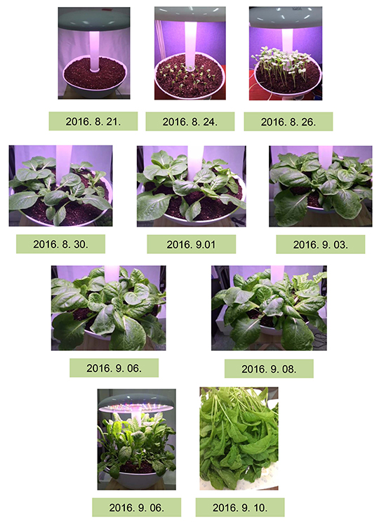 20日間で野菜も育ちます!