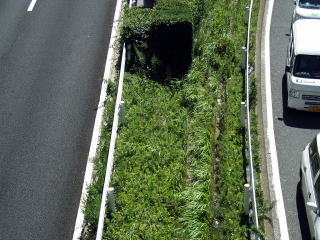 【常緑キリンソウ袋方式】屋上緑化