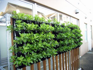 【常緑キリンソウ袋方式】屋上緑化