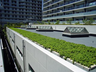 【常緑キリンソウ袋方式】屋上緑化