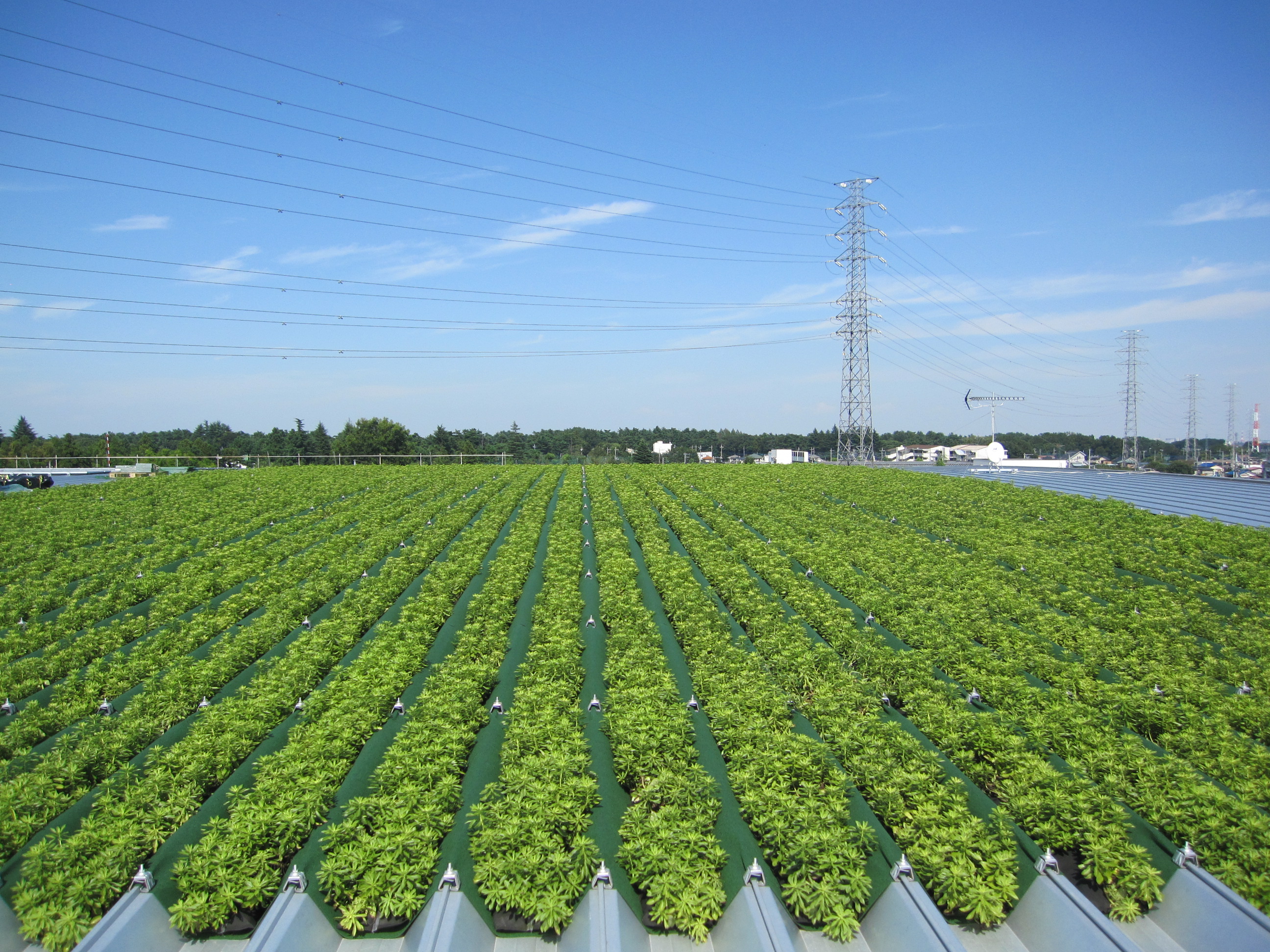 【常緑キリンソウ袋方式】屋上緑化