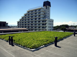 【常緑キリンソウ袋方式】屋上緑化