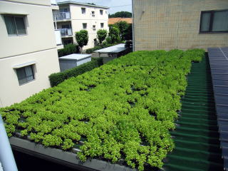 【常緑キリンソウ袋方式】屋上緑化