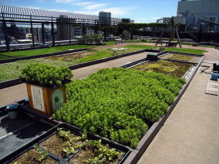 【常緑キリンソウ袋方式】屋上緑化