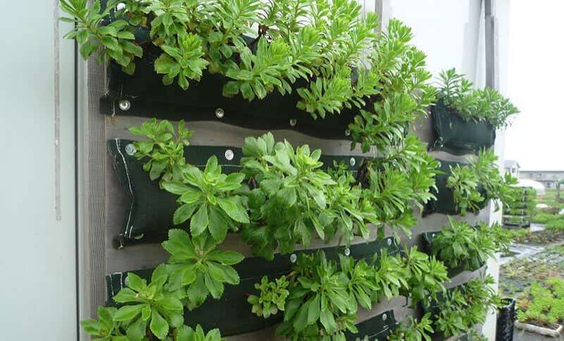 失敗しない屋上緑化システム「常緑キリンソウ袋方式」/株式会社緑化計画研究所