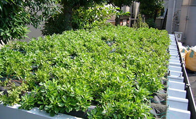 失敗しない屋上緑化システム「常緑キリンソウ袋方式」/株式会社緑化計画研究所