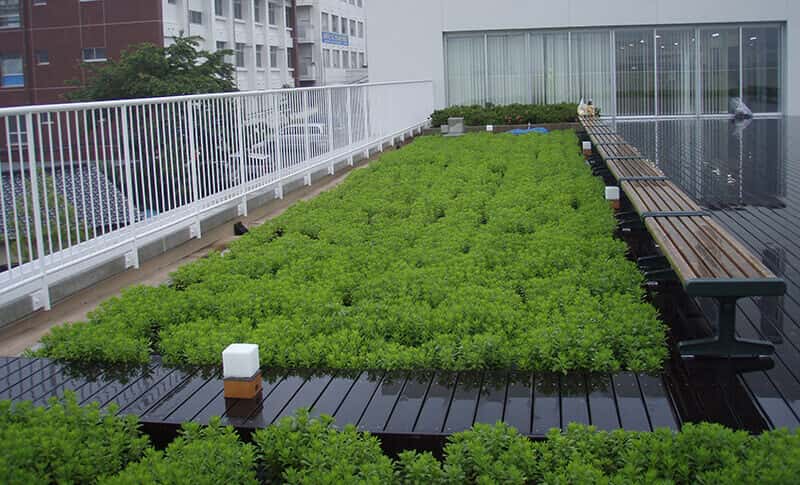 【緑化システム】常緑キリンソウ袋方式®