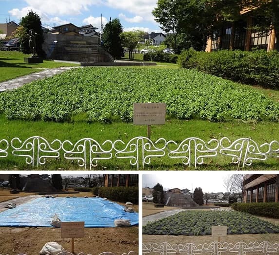 【園芸・装飾・インテリア】緑化システム 常緑キリンソウ袋方式®