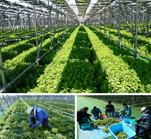 【園芸・装飾・インテリア】緑化システム 常緑キリンソウ袋方式®