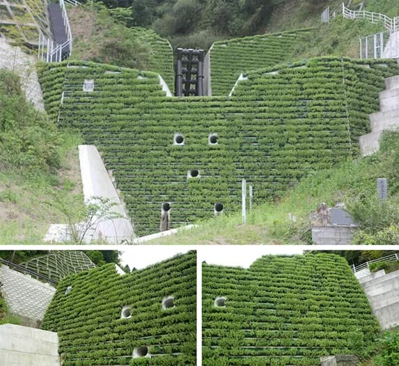 【園芸・装飾・インテリア】緑化システム 常緑キリンソウ袋方式®