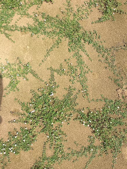 ヒメイワダレソウ/株式会社国分商会