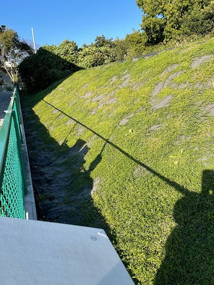 ヒメイワダレソウ/株式会社国分商会