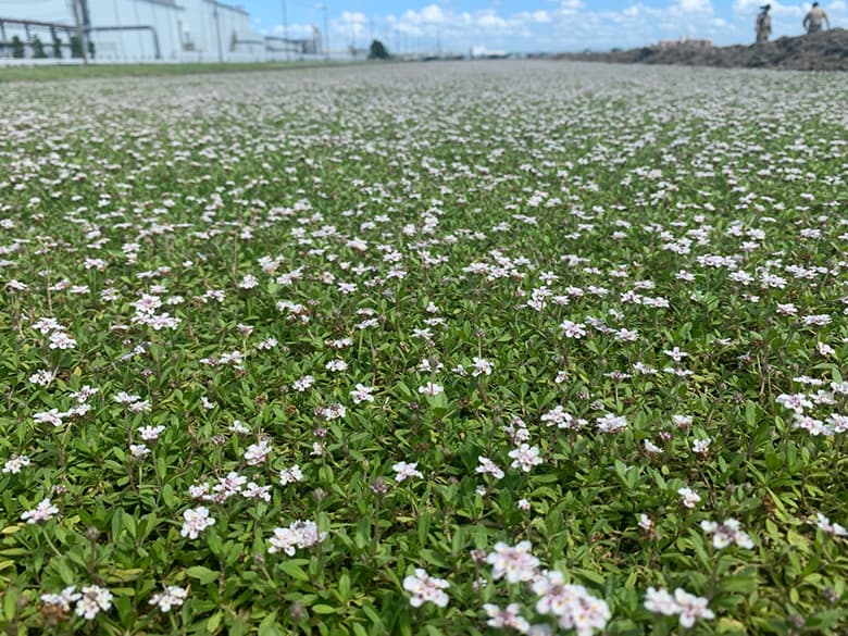 ヒメイワダレソウ/株式会社国分商会