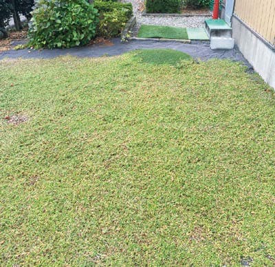 ヒメイワダレソウポット苗専用防草シート / 株式会社国分商会