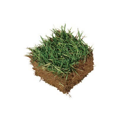 高麗芝キューブ苗 / 株式会社国分商会