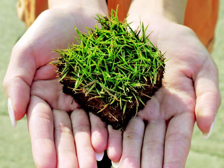 高麗芝キューブ苗 / 株式会社国分商会