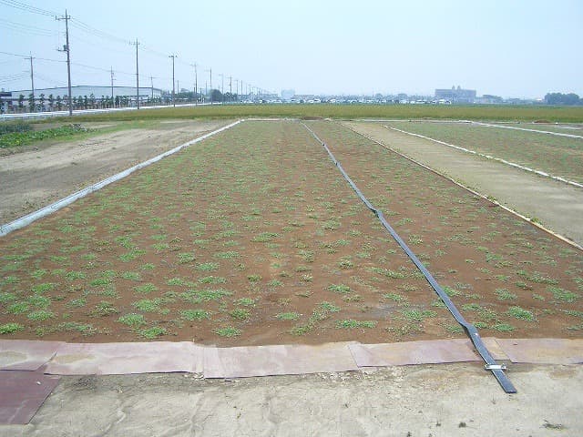 ヒメイワダレソウポット苗(56個)