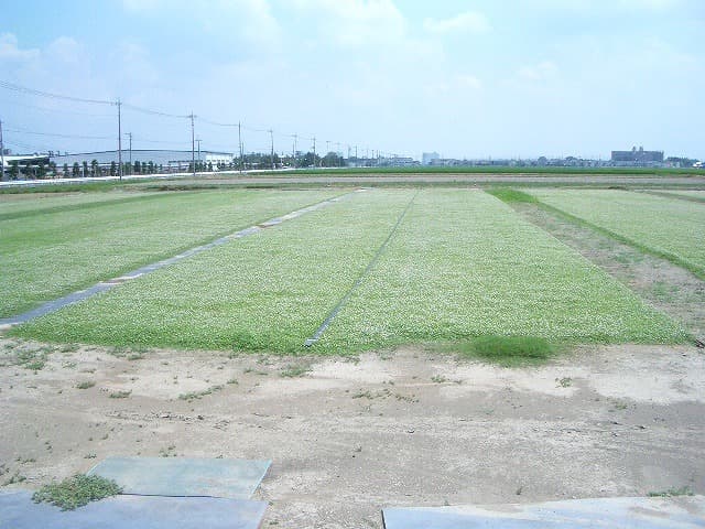 ヒメイワダレソウポット苗(56個)