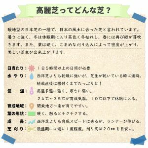 高麗芝(2ロール)1平米