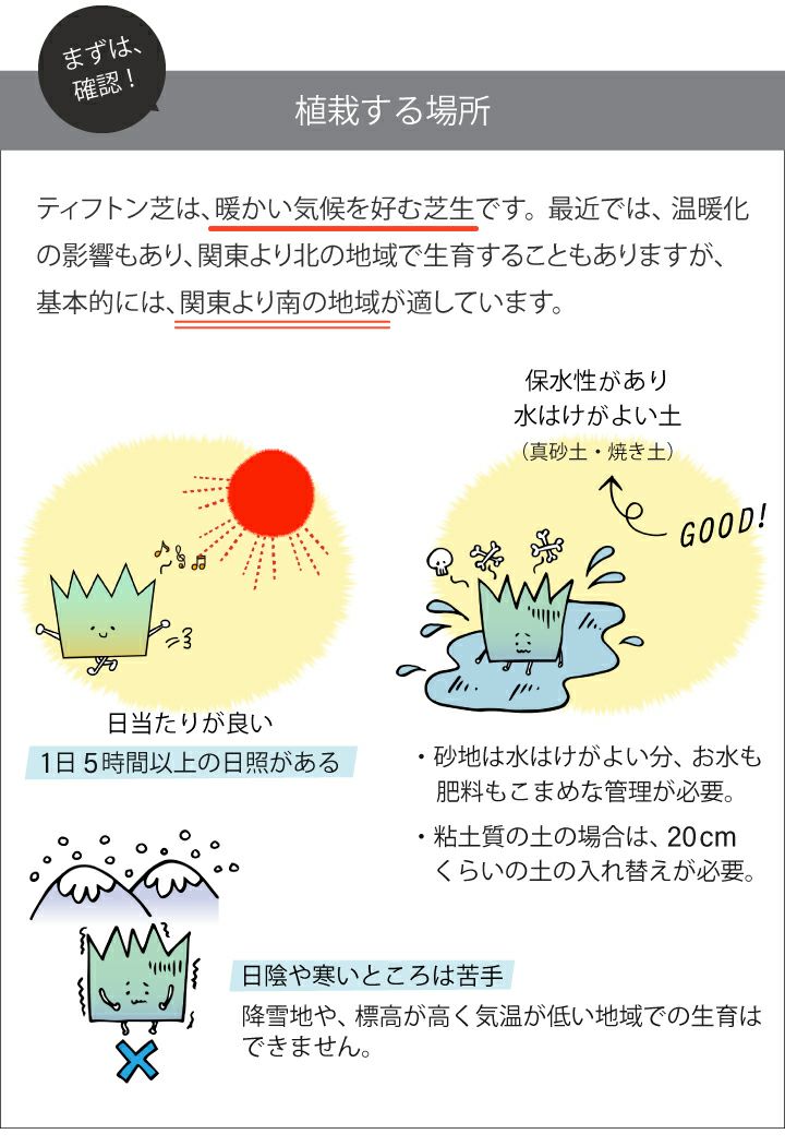 ティフトン419 キューブ苗(100苗)