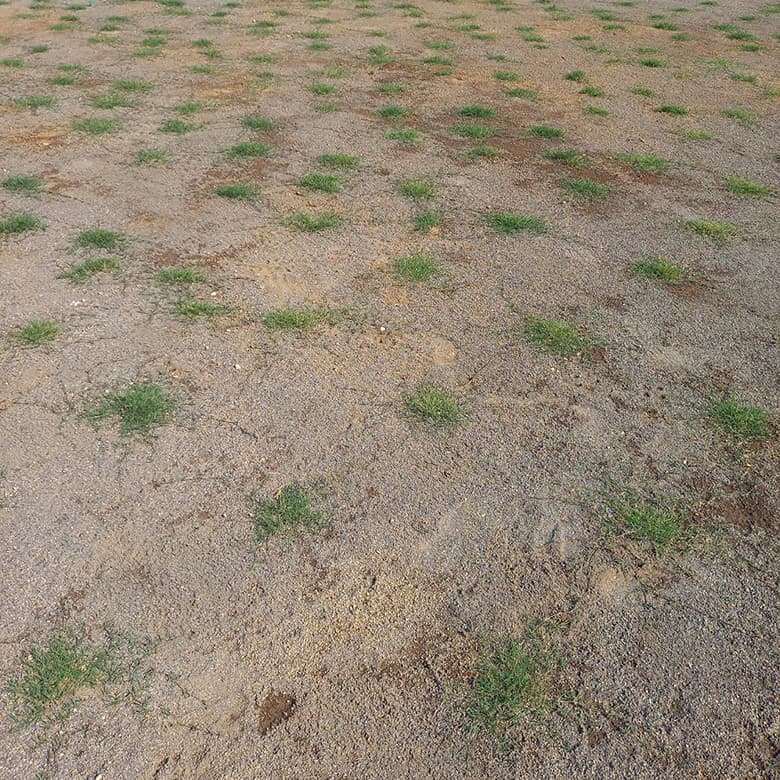 ティフトン419 キューブ苗(100苗)