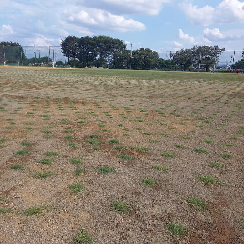 ティフトン419 キューブ苗(100苗)