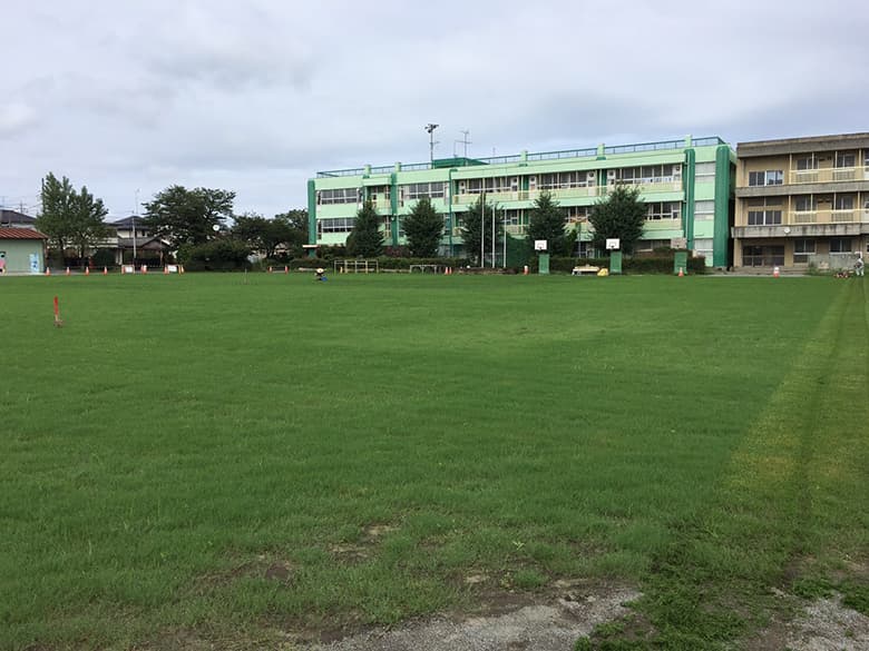 ティフトン419 キューブ苗(100苗)