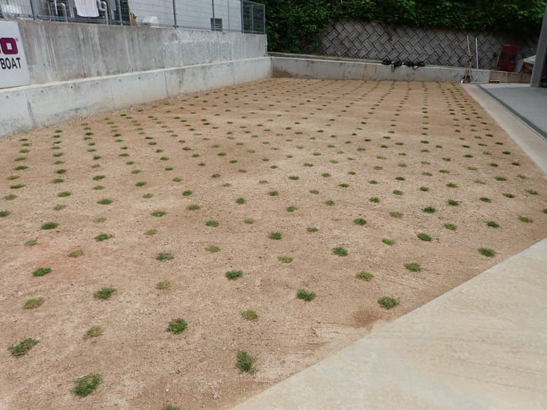 ティフトン419 キューブ苗(100苗)