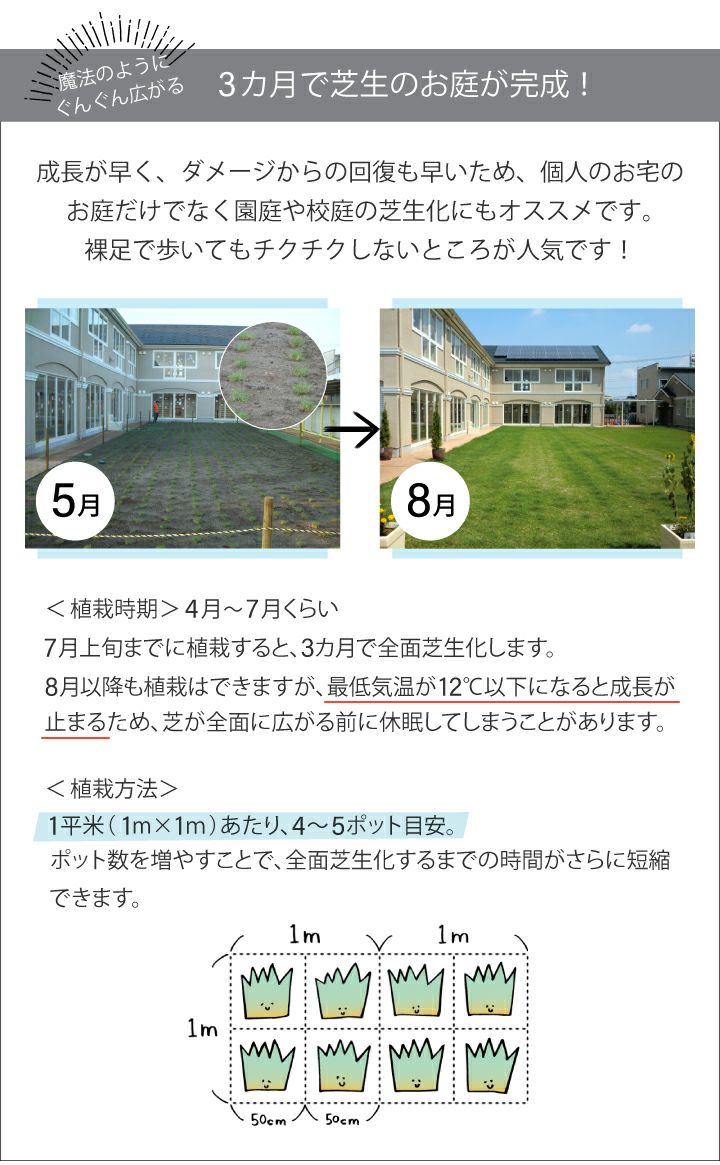ティフトン419 キューブ苗(100苗)