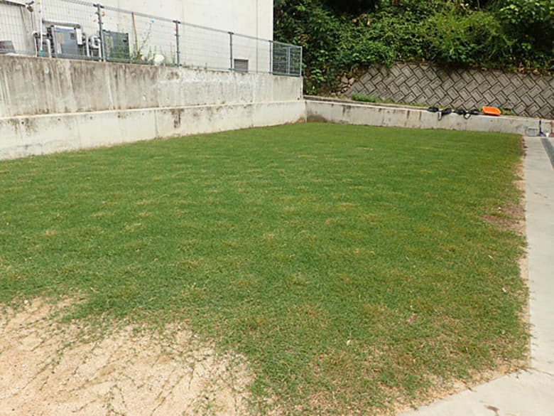 ティフトン419 キューブ苗(100苗)