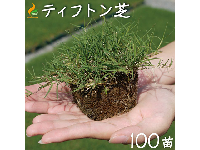 ティフトン419 キューブ苗(100苗)