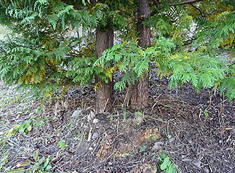 エコプランター